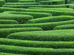 Green plant maze