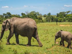 Image of african elephants in Masai Mara in Kenya