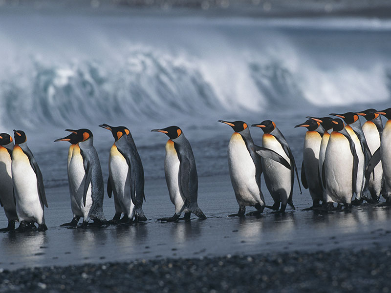 UK, South Georgia Island, colony of King Penguins marching on beach, side view