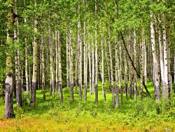 Forest of tall white aspen trees in Banff National park, Canada