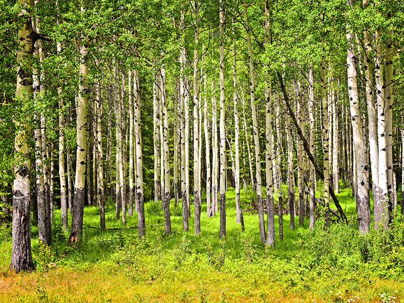 Forest of tall white aspen trees in Banff National park, Canada