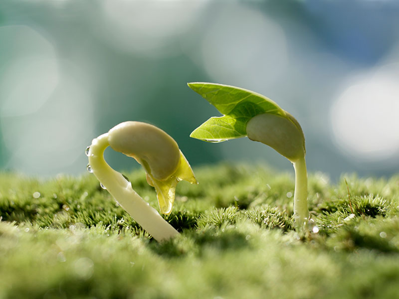 Seedlings, close up