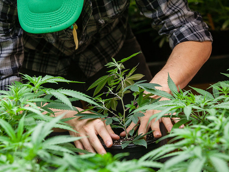 a farmer puts his marijuana plant into soil, related to pot index