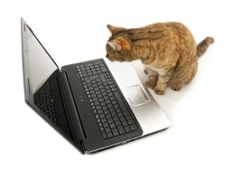Cat and computer